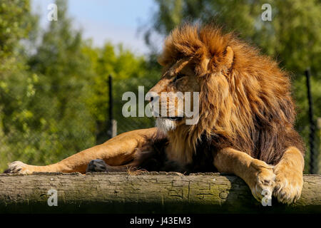 Löwen in Knowsley Safari, Prescot, Großbritannien Stockfoto