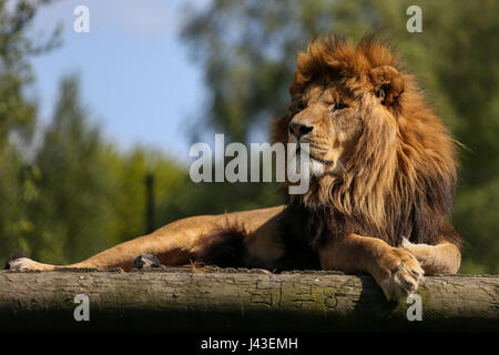 Löwen in Knowsley Safari, Prescot, Großbritannien Stockfoto