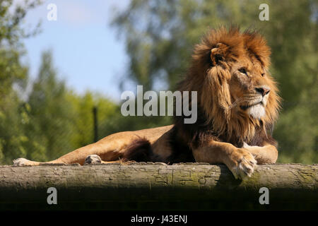 Löwen in Knowsley Safari, Prescot, Großbritannien Stockfoto