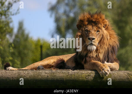 Löwen in Knowsley Safari, Prescot, Großbritannien Stockfoto