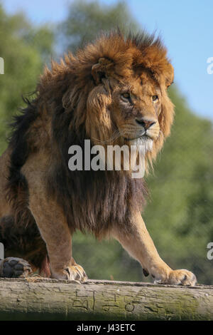 Löwen in Knowsley Safari, Prescot, Großbritannien Stockfoto