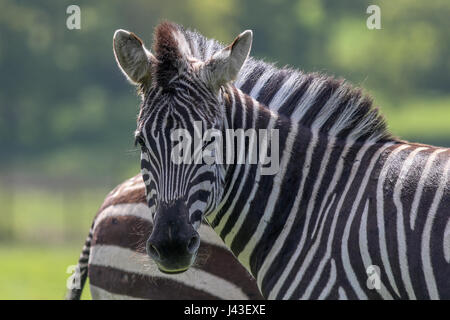 Zebra in Knowsley Safari, Prescot, Großbritannien Stockfoto