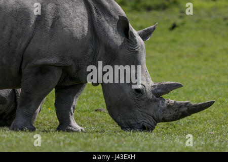 Rhino in Knowsley Safari, Prescot, Großbritannien Stockfoto