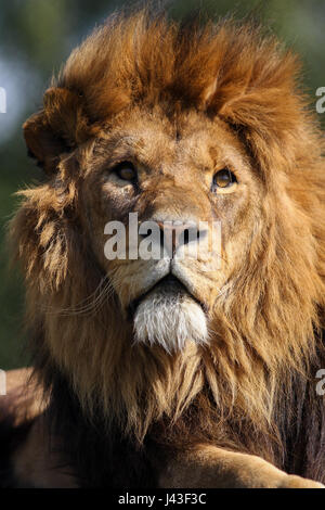 Nahaufnahme eines Löwen in Knowsley Safari, Prescot, Großbritannien Stockfoto