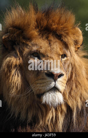 Nahaufnahme eines Löwen in Knowsley Safari, Prescot, Großbritannien Stockfoto