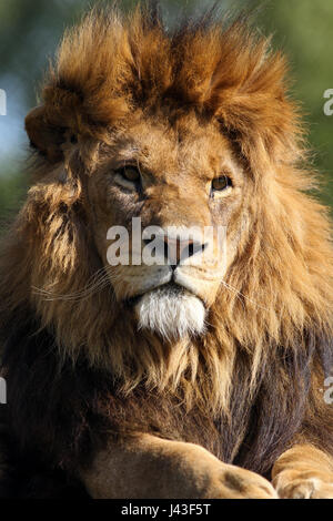 Nahaufnahme eines Löwen in Knowsley Safari, Prescot, Großbritannien Stockfoto