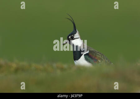 Nördlichen Kiebitz, Vanellus Vanellus Fütterung auf dem Boden in den Yorkshire Dales Stockfoto