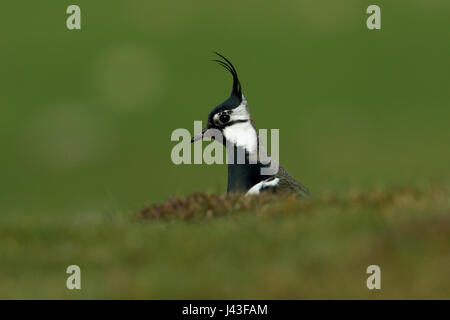 Nördlichen Kiebitz, Vanellus Vanellus Fütterung auf dem Boden in den Yorkshire Dales Stockfoto