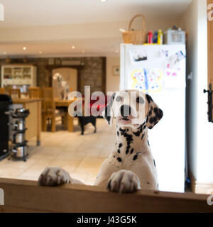 Dalmatiner Hund sprang auf eine Gittertür. Es gibt einen anderen dalmatinischen auf dem Esstisch im Hintergrund ein kleiner Hund steht auf dem Boden sitzen. Stockfoto