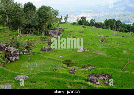 Blick auf Terrasse Reisfelder in das schöne Land Tana Toraja auf eine indonesische Insel Celebes Stockfoto