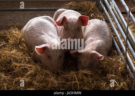 Die drei kleinen Schweinchen Stockfoto