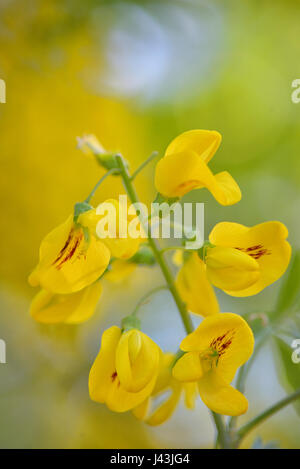 Golden Shower Cassia Fistula Blume gelb Stockfoto