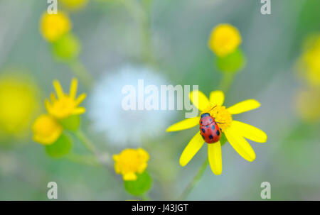 Marienkäfer auf gelbe Blume im Frühling Stockfoto