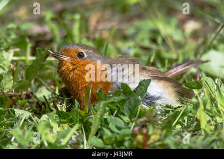 Robin (Erithacus Rubecula) junge am Boden. Juvenile Vögel in der Familie Turdidae, bleibt regungslos am Boden als Reaktion auf Bedrohung Stockfoto