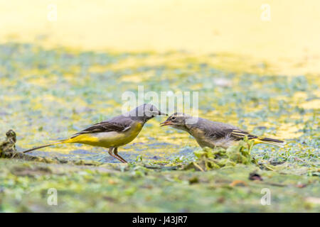 Gebirgsstelze (Motacilla Cinerea) mit jungen Erwachsenen. Bunte weiblicher Vogel in der Familie Motacillidae, Wirbellose, hungrigen Küken füttern Stockfoto