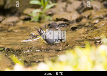 Graue Bachstelze (Motacilla Cinerea) Baden im Stream. Bunte weiblicher Vogel in der Familie Motacillidae, Baden im flachen Wasser Stockfoto