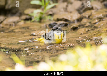 Graue Bachstelze (Motacilla Cinerea) Baden im Stream. Bunte weiblicher Vogel in der Familie Motacillidae, Baden im flachen Wasser Stockfoto