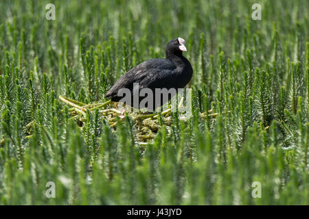 Blässhuhn (Fulica Atra) stehend auf Nest unter den Wasserpflanzen. Schwarze Wasser Vogel in der Familie Rallidae auf Nest aus Pflanzenmaterial gebaut Stockfoto