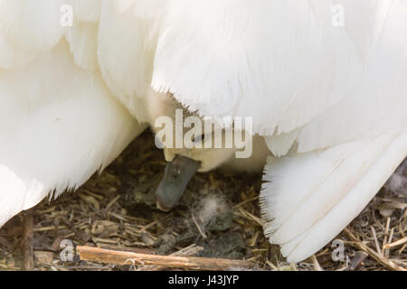 Höckerschwan (Cygnus Olor) Cygnet unter Mutters Flügel. Junge Küken eingebettet unter Federn von Mutters Flügel auf nest Stockfoto