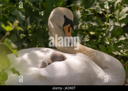 Höckerschwan (Cygnus Olor) Cygnets am Stift. Junge Küken eingebettet in Federn auf Rückseite Mutter im nest Stockfoto