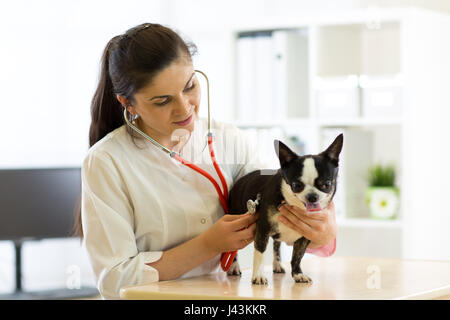 Tierarzt-Arzt und Chihuahua Hund beim Tierarzt Krankenwagen Stockfoto