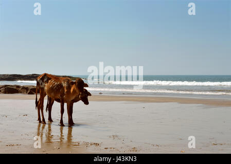 Kühe am Strand des Meeres in Vagator, Goa, Indien Stockfoto