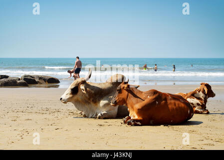 Kühe am Strand des Meeres in Vagator, Goa, Indien Stockfoto