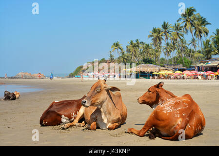 Kühe am Strand des Meeres in Vagator, Goa, Indien Stockfoto