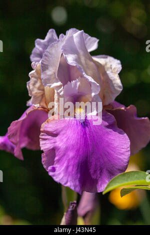 Blüte lila Iris Germanica in einem schönen Garten in der Bretagne Frankreich Stockfoto