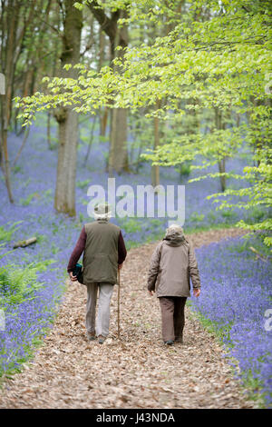 Ein reifer Mann und eine Frau Paar tragen Mäntel zu Fuß auf einem Pfad im Wald unter den Massen von Glockenblumen im Vereinigten Königreich Stockfoto