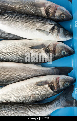 Wilder Wolfsbarsch zu verkaufen als frischen Fisch in einem Plastikbehälter bei einem Fischhändler Stockfoto