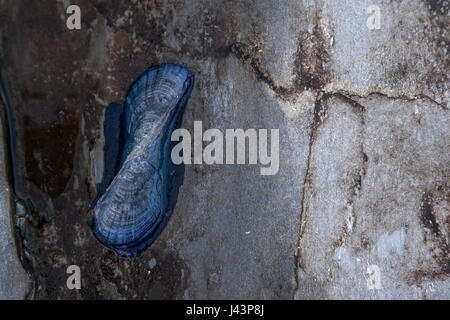 Velella Velella Stockfoto