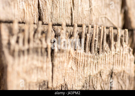 Palm Tree Holzstruktur nahe Hintergrund Stockfoto