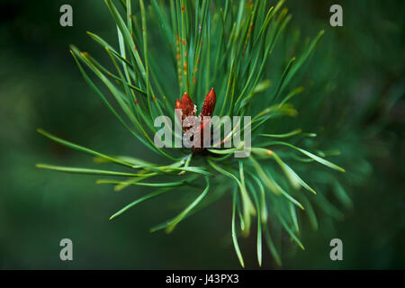 Fichte Knospen, gereift im Frühjahr. Das Wachstum einer Pflanze, in der Nähe Stockfoto