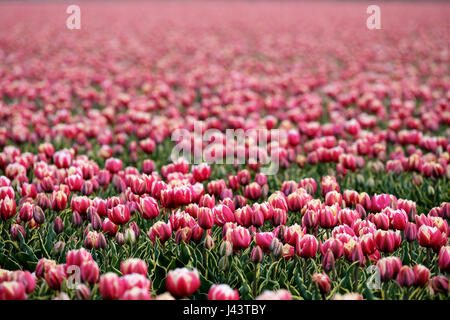 Lisse, Niederlande. 20. April 2017. Tulpen (Tulipa) Blüte auf einem Feld in der Nähe von Lisse, Niederlande, 20. April 2017. Die Region ist bekannt für seine Tulpenfelder. -KEIN Draht-SERVICE - Foto: Kevin Kurek/Dpa/Alamy Live News Stockfoto