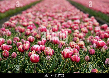 Lisse, Niederlande. 20. April 2017. Tulpen (Tulipa) Blüte auf einem Feld in der Nähe von Lisse, Niederlande, 20. April 2017. Die Region ist bekannt für seine Tulpenfelder. -KEIN Draht-SERVICE - Foto: Kevin Kurek/Dpa/Alamy Live News Stockfoto