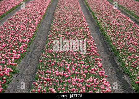 Lisse, Niederlande. 20. April 2017. Tulpen (Tulipa) Blüte auf einem Feld in der Nähe von Lisse, Niederlande, 20. April 2017. Die Region ist bekannt für seine Tulpenfelder. -KEIN Draht-SERVICE - Foto: Kevin Kurek/Dpa/Alamy Live News Stockfoto