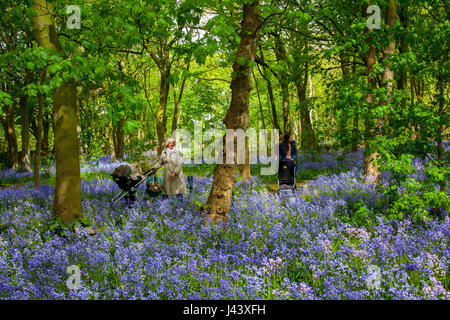 Frau, die in Warton Hall Gardens, Fylde, Großbritannien, das blühende Bluebell-Waldgebiet Großbritanniens erkundet. Mai 2017. Sonniger Frühlingstag, wenn auch ein wenig kalt, während die Besucher unter der fantastischen Auswahl an Frühlingsblebells erkunden. Bluebell-Hölzer, in denen diese Lieblingsblume in formelle Pflanzung integriert ist. Warton Hall ist ein georgianisches Herrenhaus in 4 Hektar Garten mit einem schönen bluebell Waldspaziergang. Einst im Besitz von Augustus Wyckham Clifton aus der Clifton-Familie von Lytham, Lancashire. Stockfoto