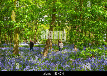 Frau, die in Warton Hall Gardens, Fylde, Großbritannien, das blühende Bluebell-Waldgebiet Großbritanniens erkundet. Mai 2017. Sonniger Frühlingstag, wenn auch ein wenig kalt, während die Besucher unter der fantastischen Auswahl an Frühlingsblebells erkunden. Bluebell-Hölzer, in denen diese Lieblingsblume in formelle Pflanzung integriert ist. Warton Hall ist ein georgianisches Herrenhaus in 4 Hektar Garten mit einem schönen bluebell Waldspaziergang. Einst im Besitz von Augustus Wyckham Clifton aus der Clifton-Familie von Lytham, Lancashire. Stockfoto