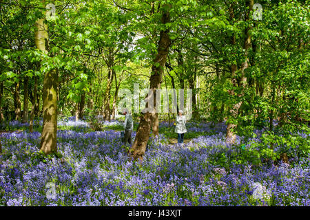 Frau, die in Warton Hall Gardens, Fylde, Großbritannien, das blühende Bluebell-Waldgebiet Großbritanniens erkundet. Mai 2017. Sonniger Frühlingstag, wenn auch ein wenig kalt, während die Besucher unter der fantastischen Auswahl an Frühlingsblebells erkunden. Bluebell-Hölzer, in denen diese Lieblingsblume in formelle Pflanzung integriert ist. Warton Hall ist ein georgianisches Herrenhaus in 4 Hektar Garten mit einem schönen bluebell Waldspaziergang. Einst im Besitz von Augustus Wyckham Clifton aus der Clifton-Familie von Lytham, Lancashire. Stockfoto