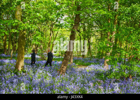 Frau, die in Warton Hall Gardens, Fylde, Großbritannien, den blühenden Bluebell-Wald in Großbritannien erkundet. Mai 2017. Sonniger Frühlingstag, an dem Besucher die fantastischen Frühlingsblebells erkunden. Bluebell-Hölzer, in denen diese Lieblingsblume in die formale Pflanzung integriert wird. Das Warton Hall ist ein georgianisches Herrenhaus, das sich in einem 4 Hektar großen Garten mit einem wunderschönen Waldspaziergang im Bluebell befindet. Einst im Besitz von Augustus Wyckham Clifton aus der Clifton-Familie aus Lytham, Lancashire. Stockfoto