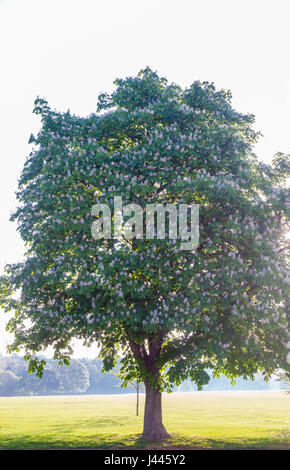 Abington Park, Northampton, UK. Das Wetter. 10. Mai 2017. Rosskastanie. Aesculus Hippocastanum (Hippocastanaceae) in voller Blüte. mit der frühen Morgensonne scheint hinter dem Baum ist die Prognose für Tag schön und sonnig. Bildnachweis: Keith J Smith. / Alamy Live News Stockfoto