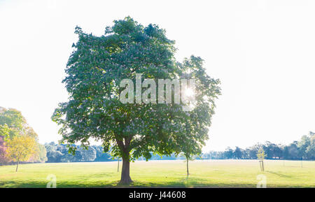 Abington Park, Northampton, UK. Das Wetter. 10. Mai 2017. Rosskastanie. Aesculus Hippocastanum (Hippocastanaceae) in voller Blüte. mit der frühen Morgensonne scheint hinter dem Baum ist die Prognose für Tag schön und sonnig. Bildnachweis: Keith J Smith. / Alamy Live News Stockfoto