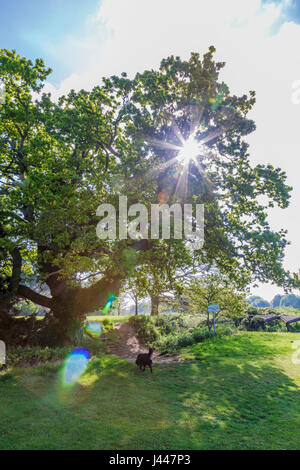 Delapre Abbey, Northampton, Großbritannien Wetter, 10. Mai 2017. Blauer Himmel und helle Wolke heute Morgen verspricht einen schönen Tag. Eine alte Eiche. Quercus Ropbur (Fagaceae), mit der aufgehenden Sonne hinter. Bildnachweis: Keith J Smith. / Alamy Live News Stockfoto