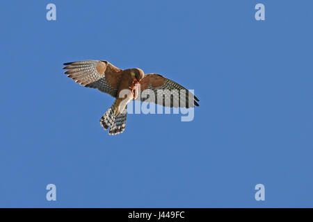 Weibliche Red-footed Falcon, Falco Vespertinus, während des Fluges umklammert seine Beute Stockfoto