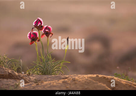 Petra Iris, Iris Sand oder Yeruham Iris (Iris Petrana) im natürlichen Lebensraum. Diese seltene Iris ist endemisch auf kleine Gebiete in Israel und Jordanien. Fotografiert Stockfoto
