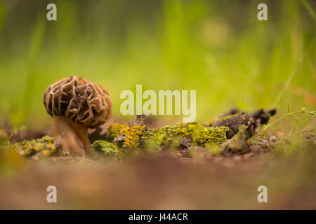 Morel Pilzzucht (Morchella Conica) im Boden. Diese Pilze sind die Fruchtkörper dieses Pilzes und können mehrere Zentimeter in der Höhe erreichen. Stockfoto