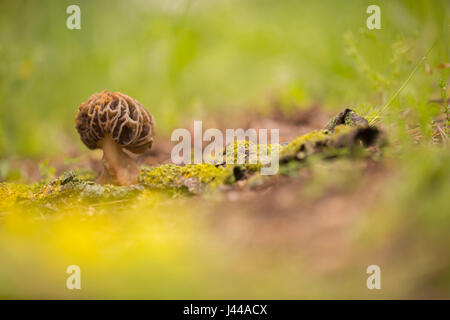 Morel Pilzzucht (Morchella Conica) im Boden. Diese Pilze sind die Fruchtkörper dieses Pilzes und können mehrere Zentimeter in der Höhe erreichen. Stockfoto