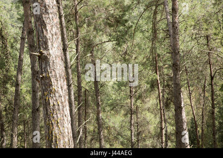 Zypressen in Ein Hashofet Wald, Israel Stockfoto