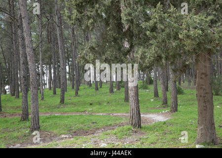 Zypressen in Ein Hashofet Wald, Israel Stockfoto